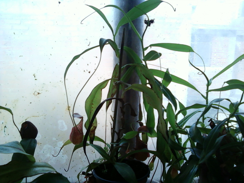 la nepenthes x "giant tigger" y unas pocas mas. 0f527ce4