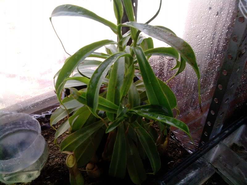 n. ventrata y n. rafflesiana. 11ea860f