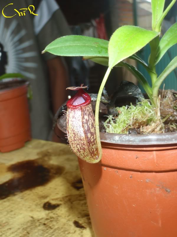 la nepenthes x "giant tigger" y unas pocas mas. 37ce9e2d