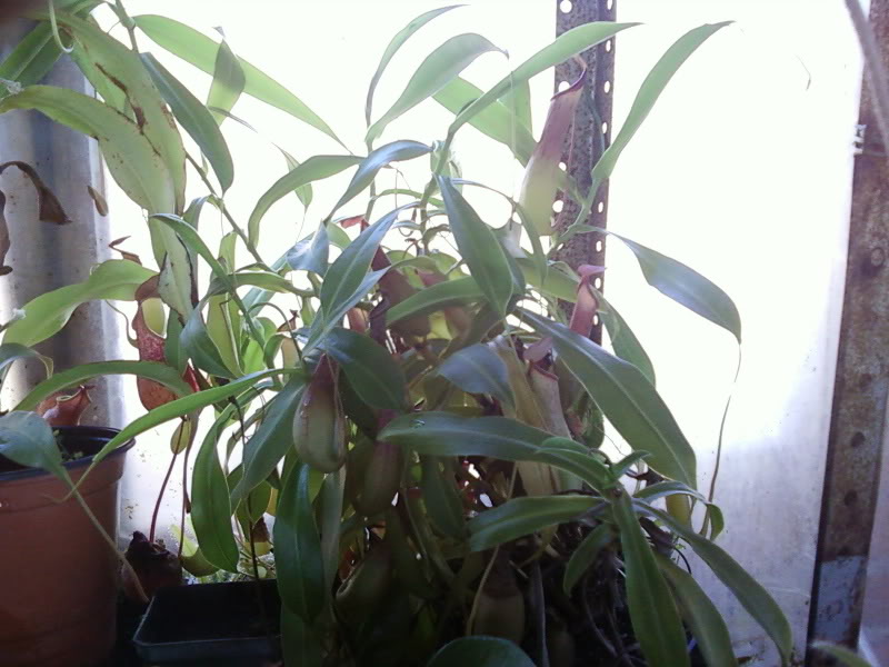 la nepenthes x "giant tigger" y unas pocas mas. 5e210830