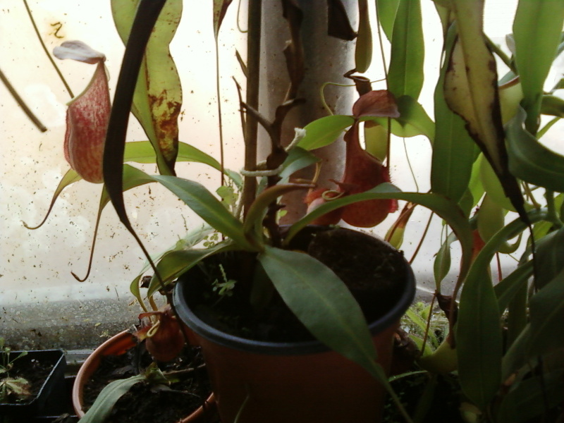 la nepenthes x "giant tigger" y unas pocas mas. 5f928724