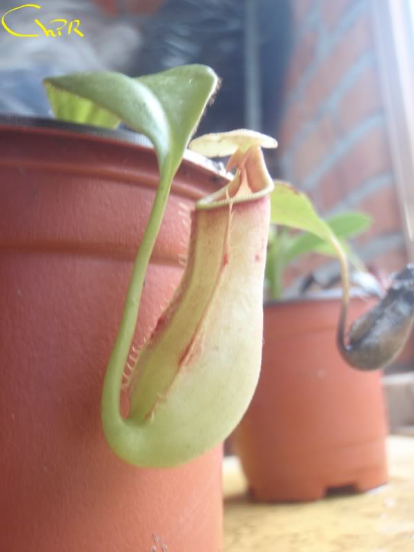 la nepenthes x "giant tigger" y unas pocas mas. 86bf03fa