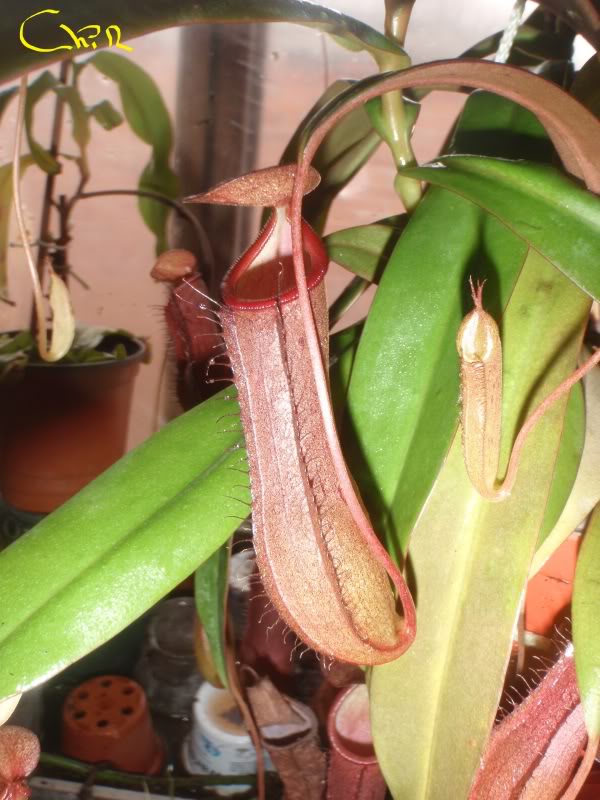 la nepenthes x "giant tigger" y unas pocas mas. 91ddf263