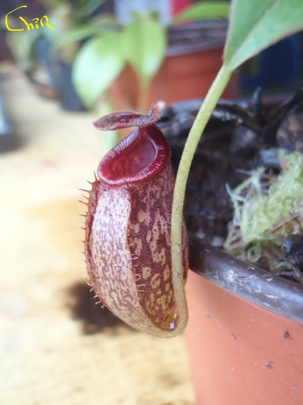 la nepenthes x "giant tigger" y unas pocas mas. 9582a6c7