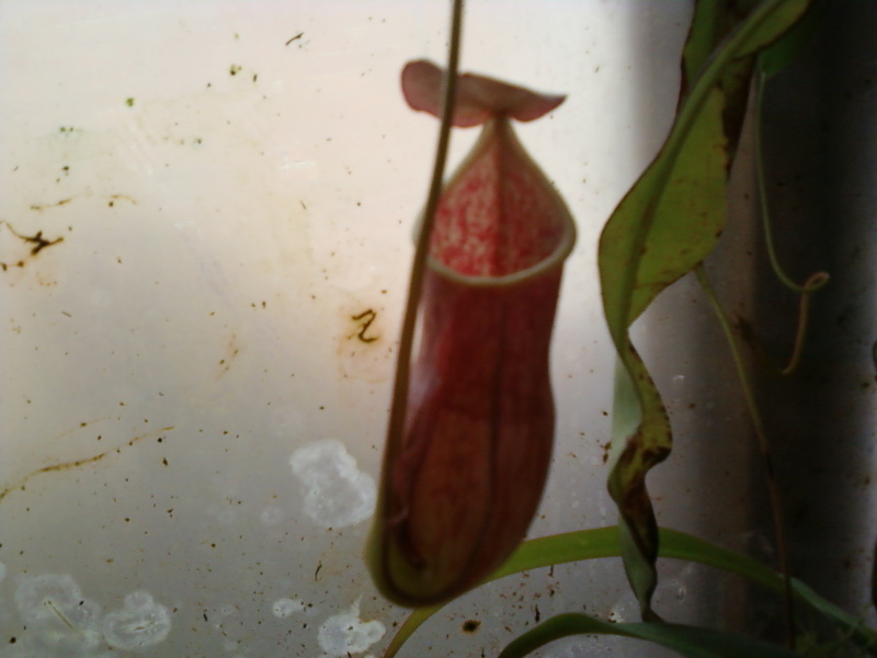 la nepenthes x "giant tigger" y unas pocas mas. Bf657843