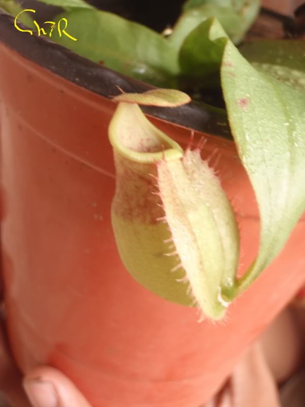 la nepenthes x "giant tigger" y unas pocas mas. D4eaabda