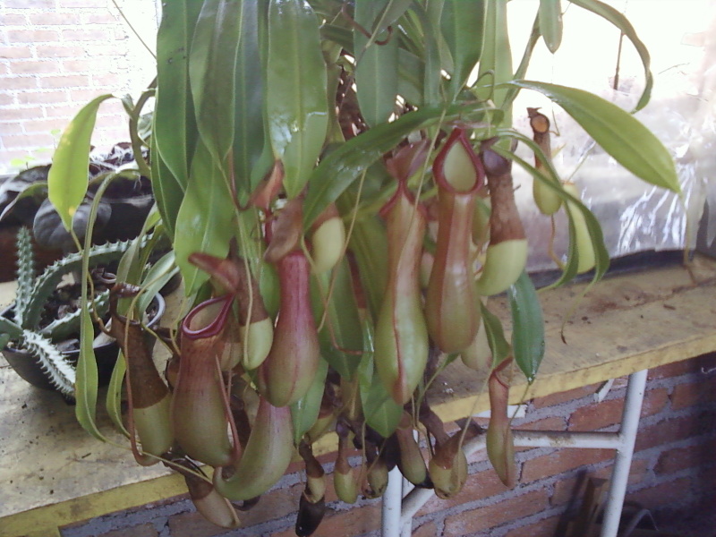 nepenthes  ventrata y aris x spec Db40f1c9