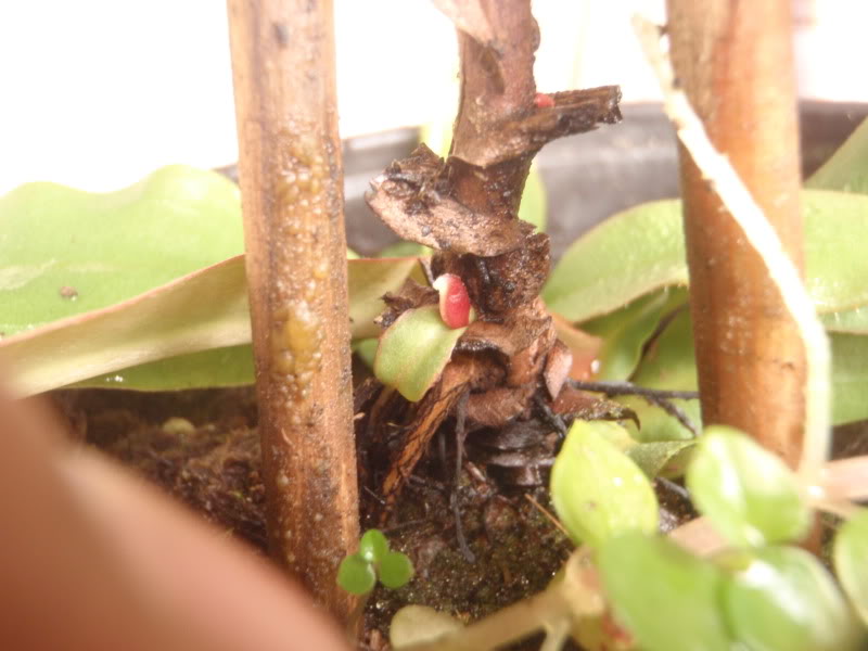 la nepenthes x "giant tigger" y unas pocas mas. Dd59d5ee