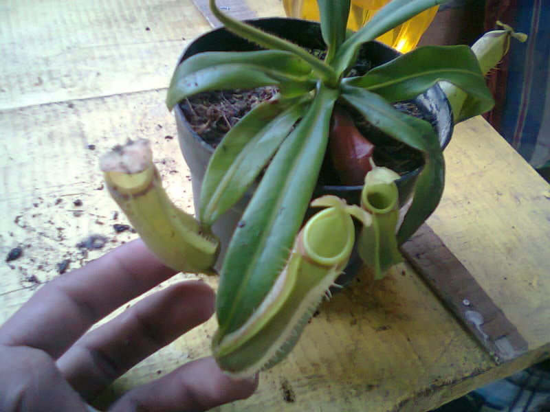 la nepenthes x "giant tigger" y unas pocas mas. E168e7b1