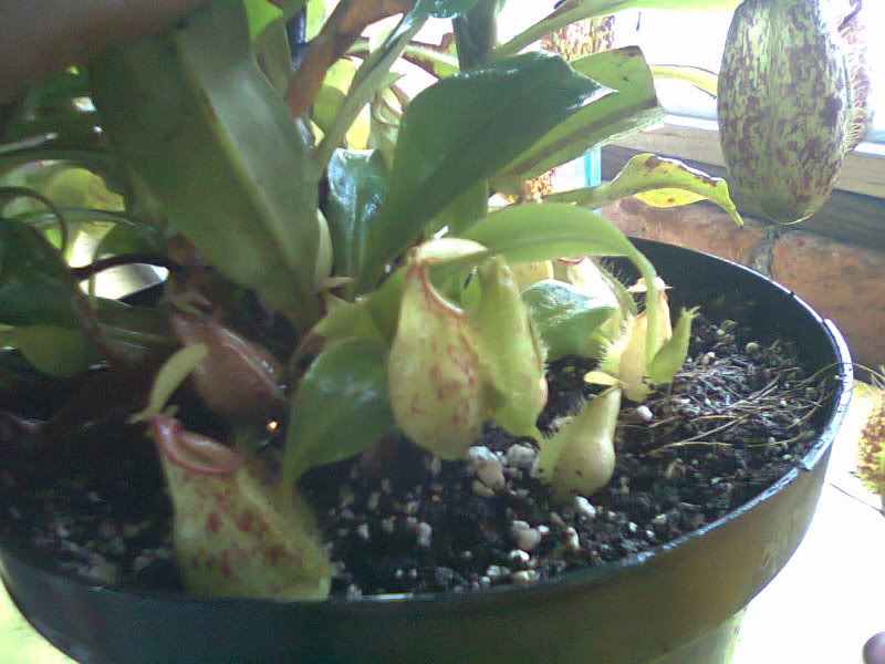 la nepenthes x "giant tigger" y unas pocas mas. E52e5590