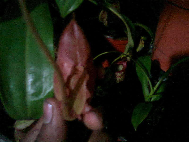 la nepenthes x "giant tigger" y unas pocas mas. E54d2fbd