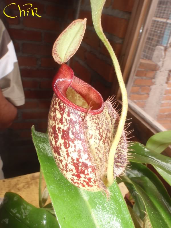 la nepenthes x "giant tigger" y unas pocas mas. Ed103363