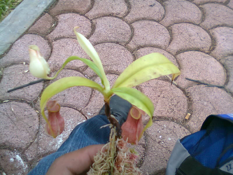 la nepenthes x "giant tigger" y unas pocas mas. F3dd4794