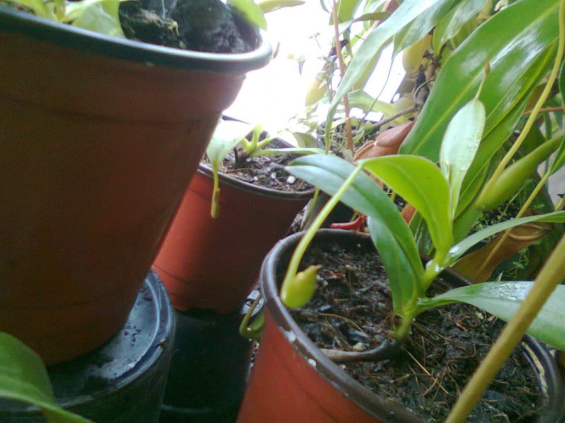 la nepenthes x "giant tigger" y unas pocas mas. Fc3674c7