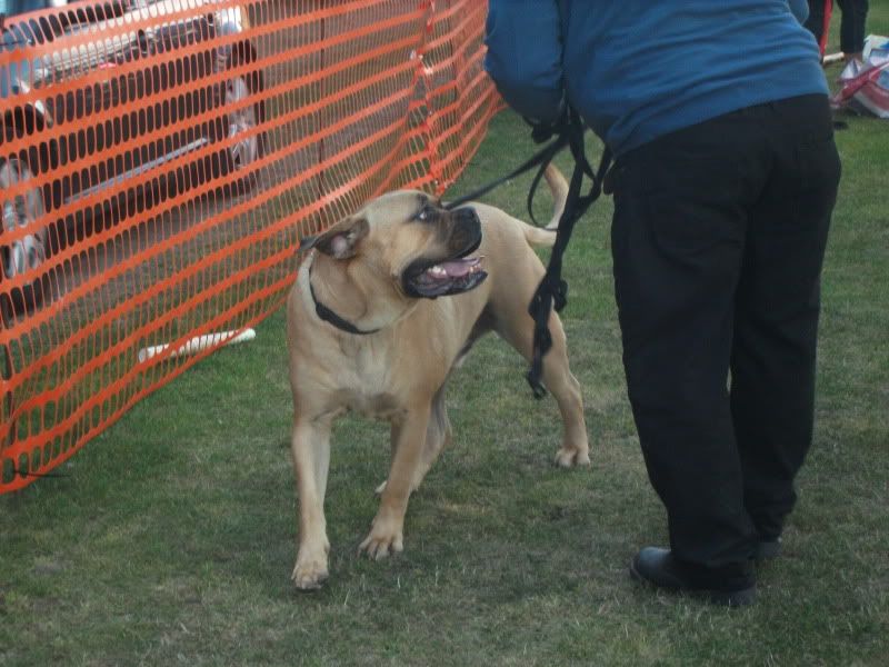 Harv at the dog show DSCF2712