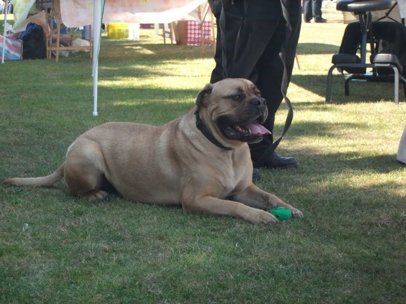 Harv at the dog show DSCF2717