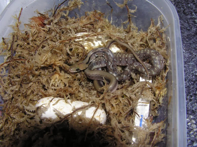 Coelognathus helena hatching Hatch2_1