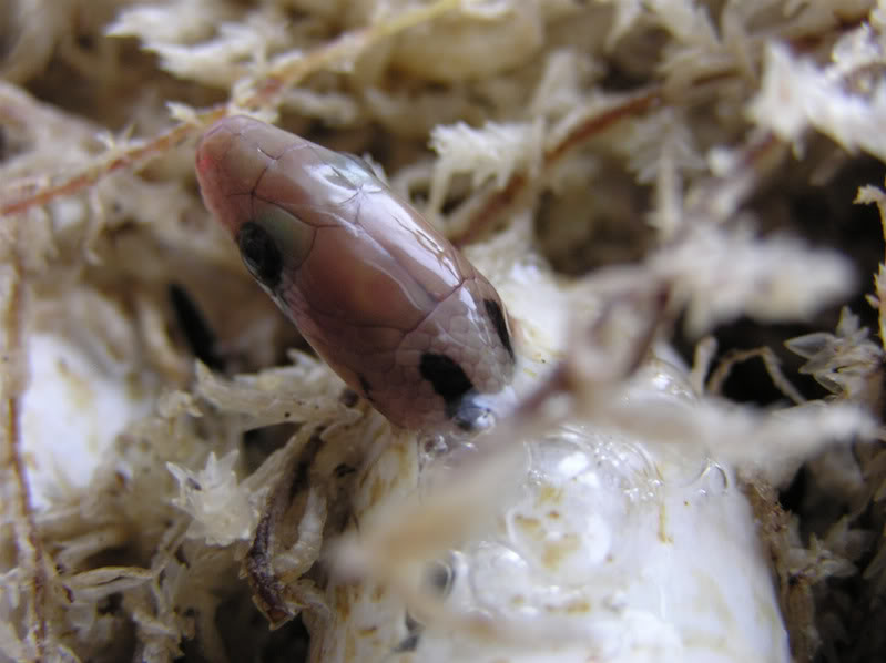 Coelognathus helena hatching Helena_hatch1