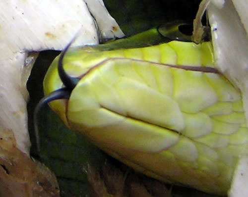 Gonyosoma oxycephalum Oxy3