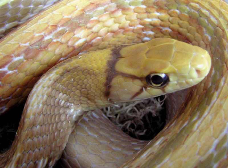 T+ Albino Coelognathus radiatus T1