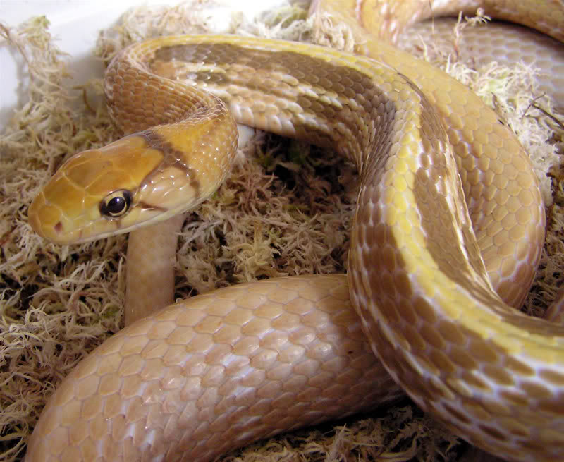 T+ Albino Coelognathus radiatus Tf