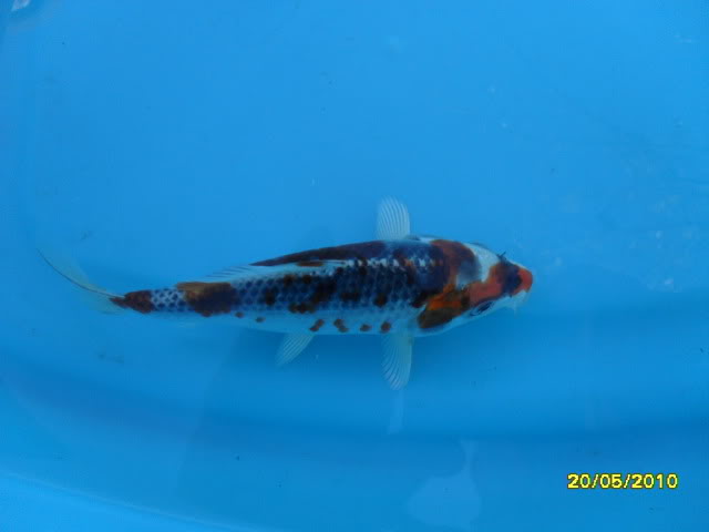New Fish SDC11139