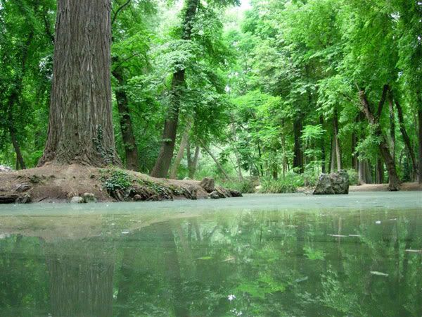 Bosque El-planeta-pierde-cada-ao-un-area-d