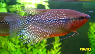 Gourami Perla Unabelleza