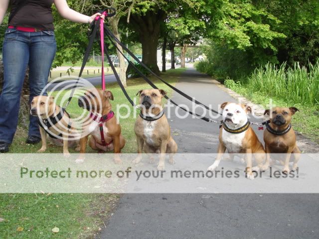 Rocco, Dixie, Dylan, Indi & Charlie DSC03556