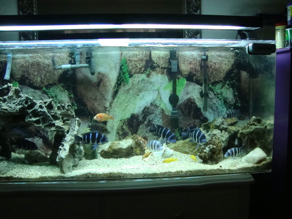 My Lovely tanganyikan cichlids with 1 peacock and blue dolphin DSC01195