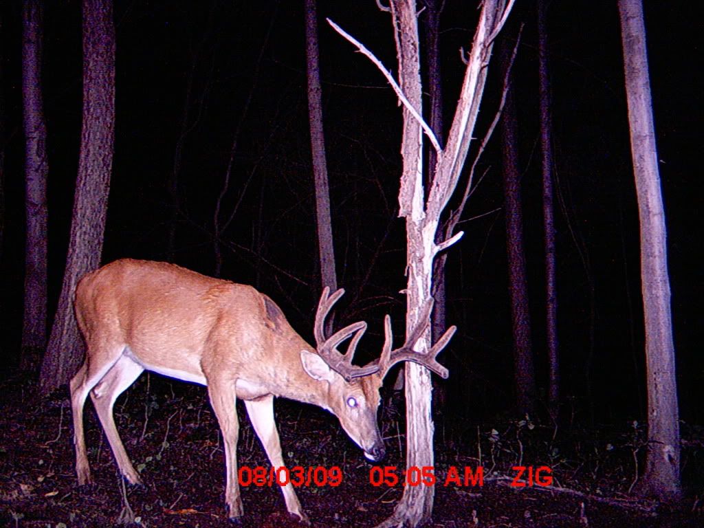 Another brute and a monster 6 point MDGC0060