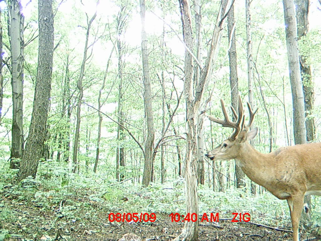 Another brute and a monster 6 point MDGC0095