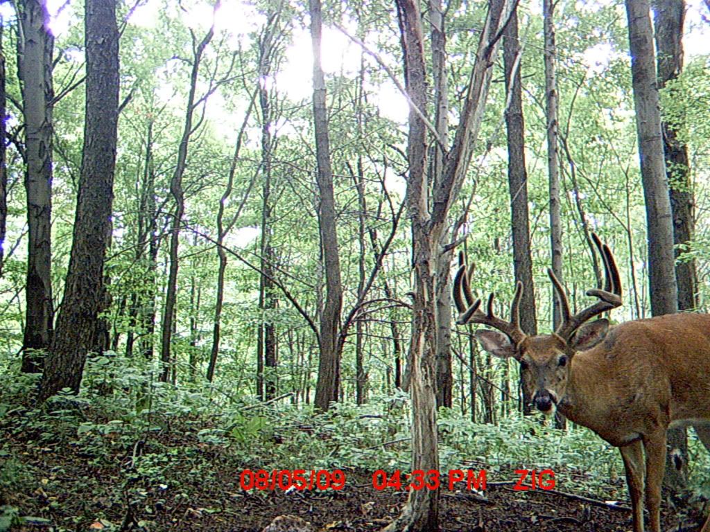 Another brute and a monster 6 point MDGC0101