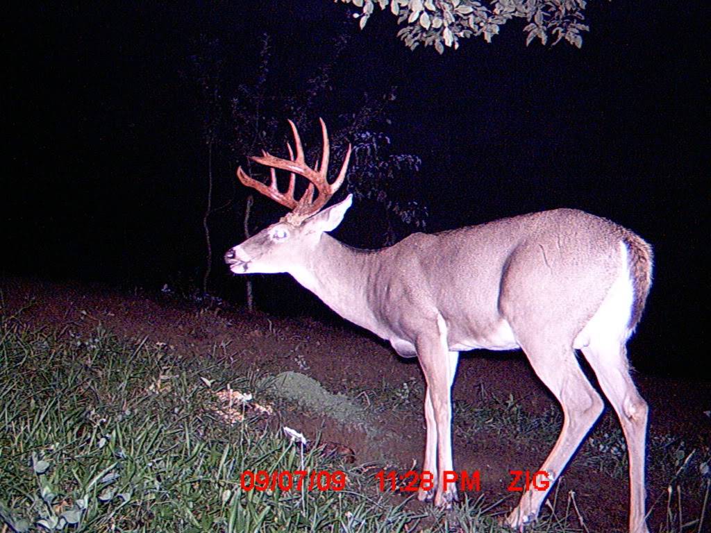 Another really nice buck. MDGC0367