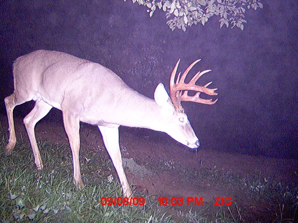 Another really nice buck. MDGC0401