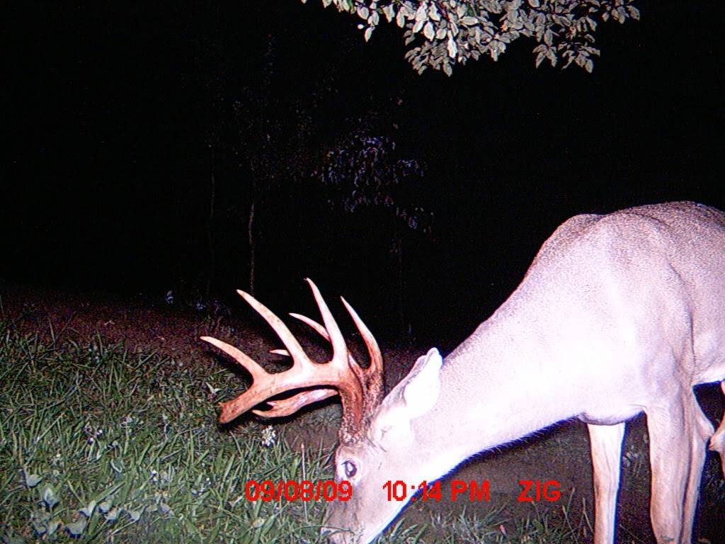 Another really nice buck. MDGC0407