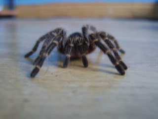 My Tarantulas and Slings. STA72245