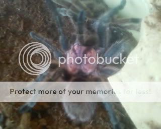 First Spider Molt - Chilean Rose!! Photo-0003