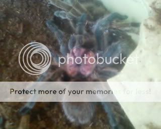 First Spider Molt - Chilean Rose!! Photo-0004