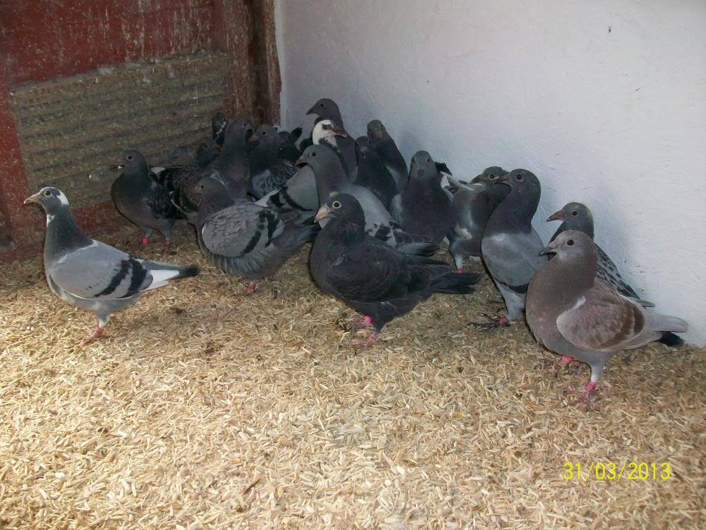 my new ybs and some of the ones for the lads Birdsforsite024_zps0aebf733