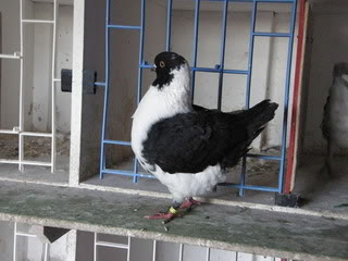 Fancy Pigeon Show... Car2012andryansshowbirds006