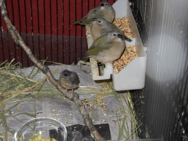 Picture of a Few Fledglings 39d4a7f4