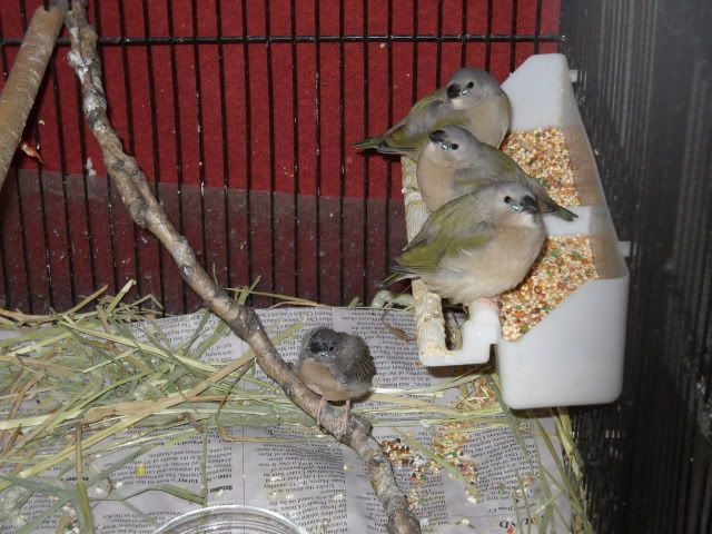 Picture of a Few Fledglings F5b0f29c