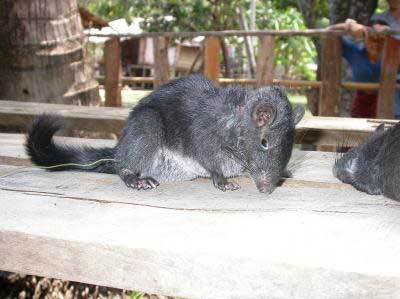 Die Laotische Felsenratte Felsenratte2