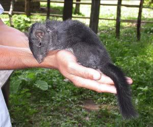 Die Laotische Felsenratte Felsenratte