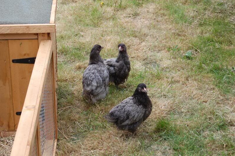 chickens - NOW WITH PICS DSC_0161