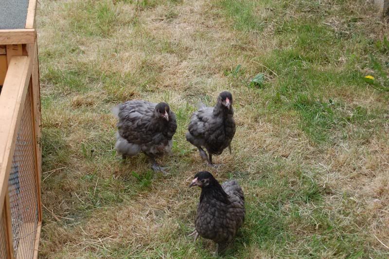 chickens - NOW WITH PICS DSC_0163