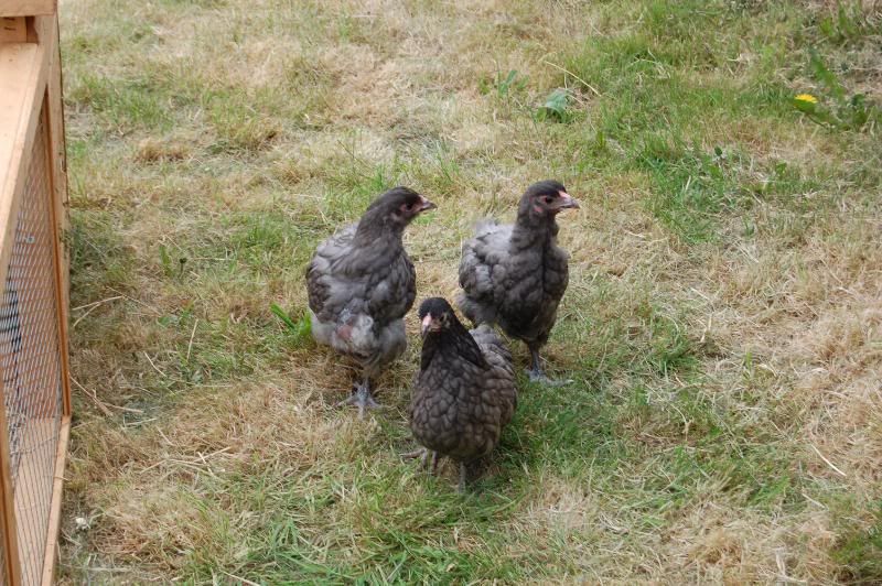 chickens - NOW WITH PICS DSC_0166