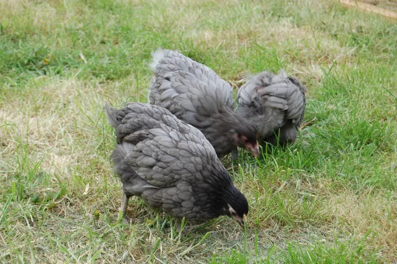 chickens - NOW WITH PICS DSC_0185