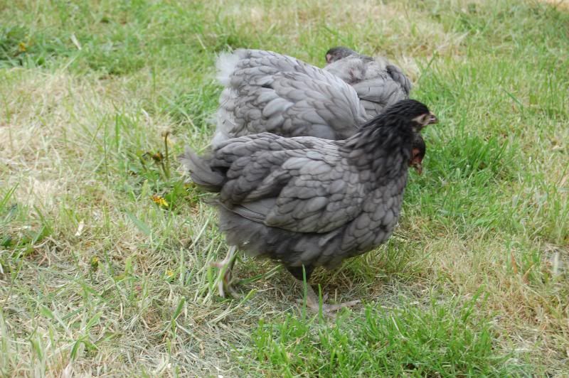 chickens - NOW WITH PICS DSC_0186